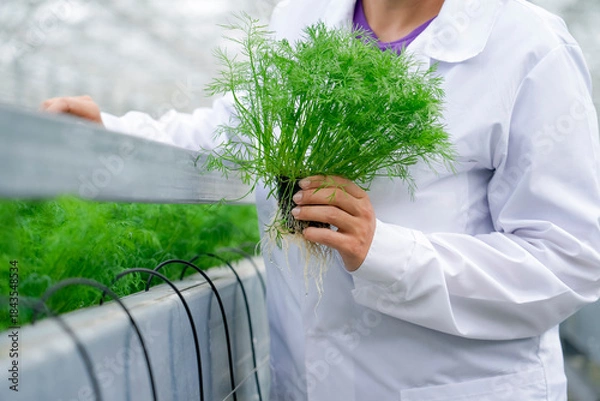 Obraz The hand of a female farmer, a specialist in a white coat, holds a specimen of grown dill with beautiful green foliage in an industrial greenhouse, with tubes for the plant nutrition system.