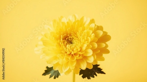 Obraz Bright yellow chrysanthemum elegant background