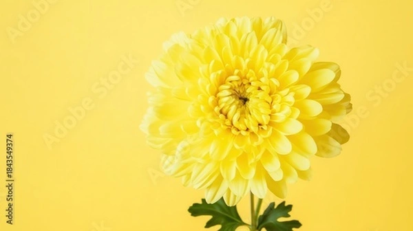 Obraz Bright yellow chrysanthemum elegant background
