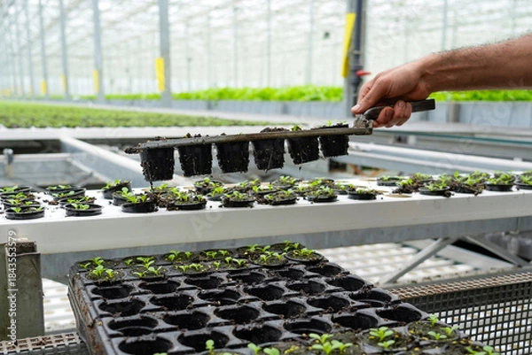 Obraz In a bustling greenhouse, a worker sorts seedlings of lettuce, dill, cilantro, and arugula in small pots, ensuring they are ready for final planting.