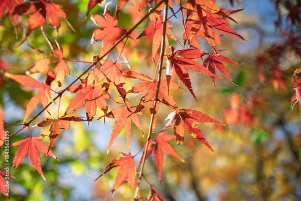 Fototapeta 紅葉したもみじ