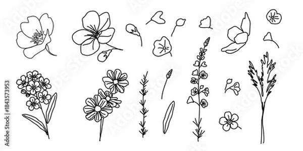 Obraz Doodle wild flower set. Botanical pack for spring, summer web design. Vector illustration
