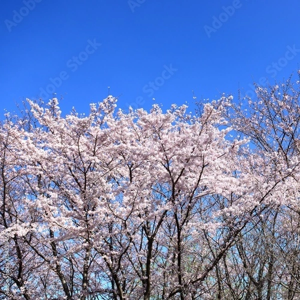 Fototapeta 満開のサクラと青空