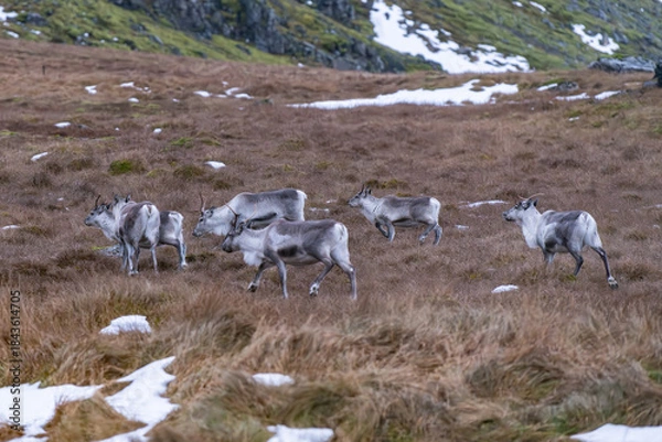 Obraz Stado reniferów na Islandii
