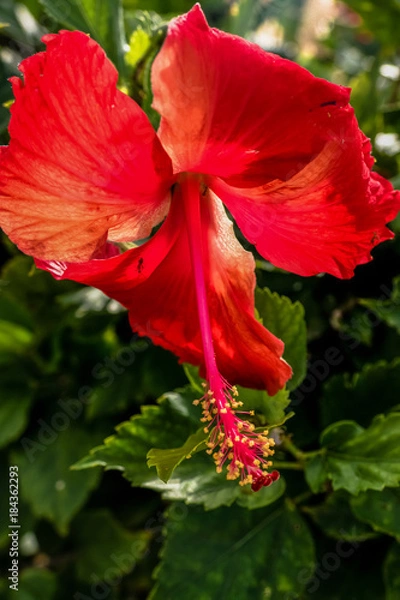 Fototapeta Hibiscus closeup