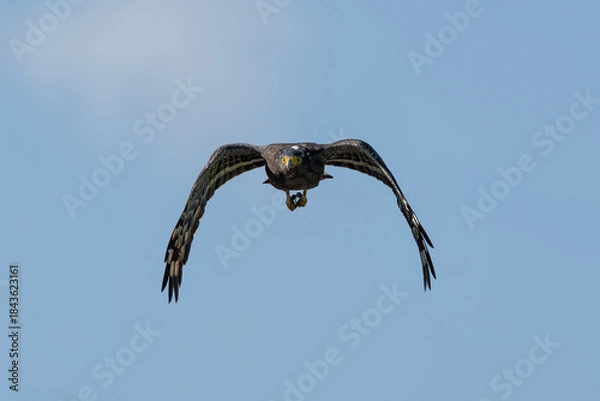 Obraz Crested serpent eagle in flight on a blue sky background