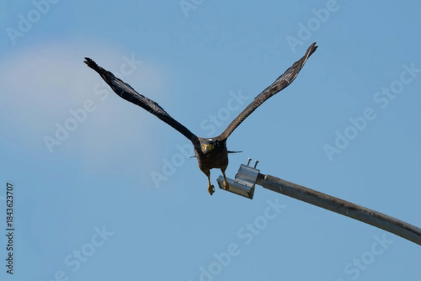 Obraz crested serpent eagle taking flight from a light pole in the city