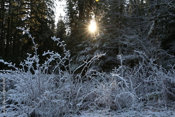 Obraz Frost Forest