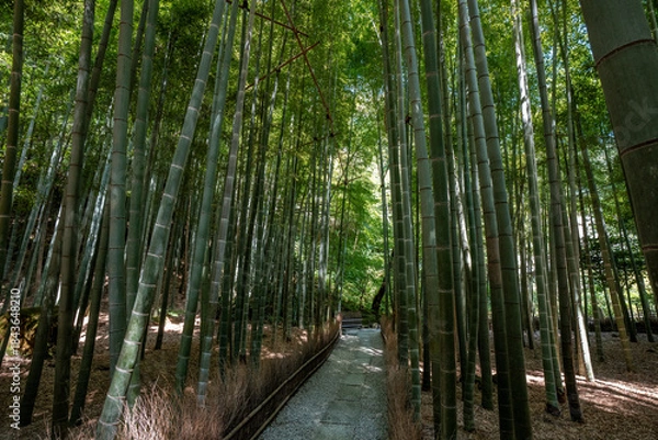 Obraz [神奈川県]鎌倉・報国寺の竹林