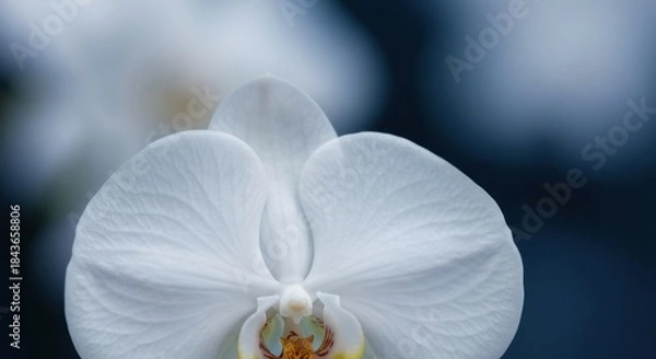 Fototapeta Close-up of a pristine white orchid, petals soft and textured. Blurred background of similar blooms