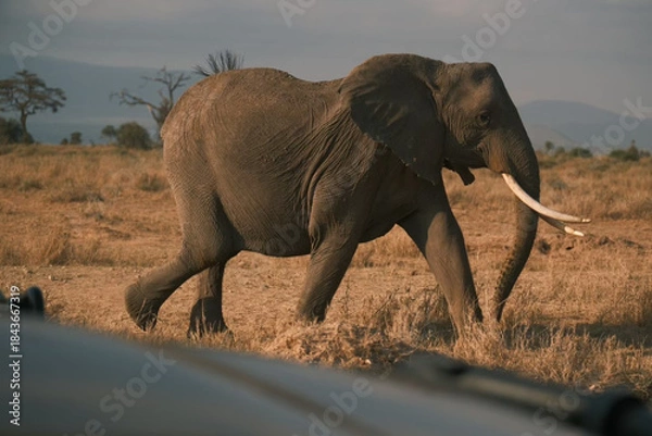 Fototapeta Elephant bull hanging around and searching for food and water in the Kruger National Park 