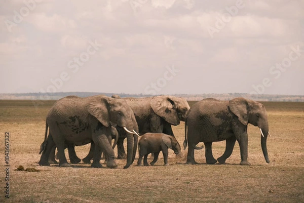 Fototapeta Elephant bull hanging around and searching for food and water in the Kruger National Park 