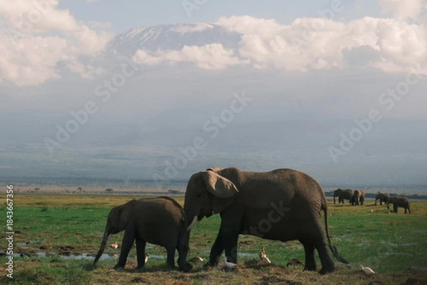 Fototapeta Elephant bull hanging around and searching for food and water in the Kruger National Park 