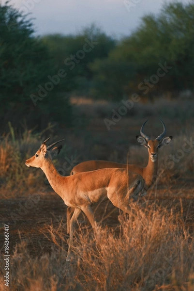 Fototapeta Two impalas stand gracefully in golden light, surrounded by lush greenery, capturing a peaceful moment in the wild