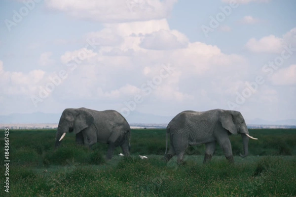 Fototapeta Elephant bull hanging around and searching for food and water in the Kruger National Park 