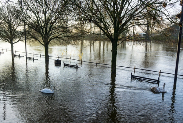 Obraz Swans on a flooded river