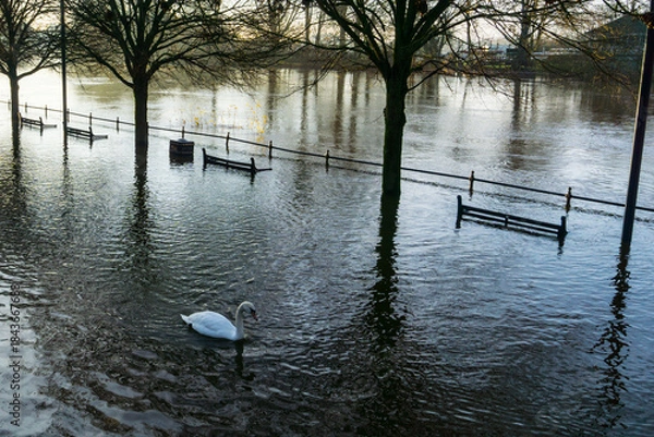 Obraz Swans on a flooded river