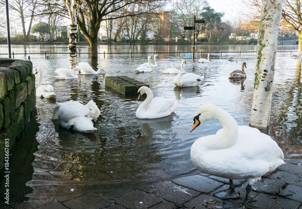 Obraz Swans on a flooded river