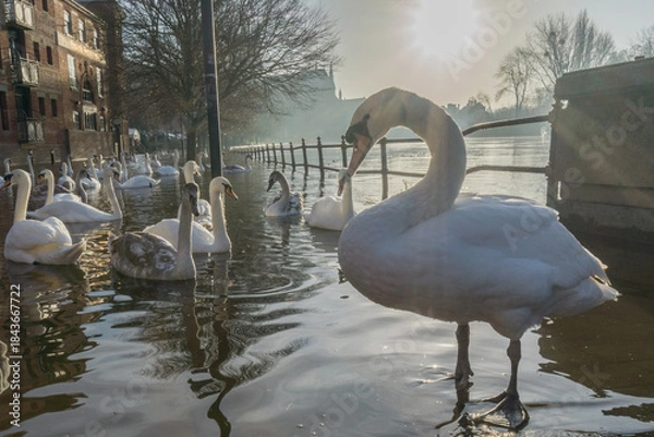 Obraz Swans on a flooded river