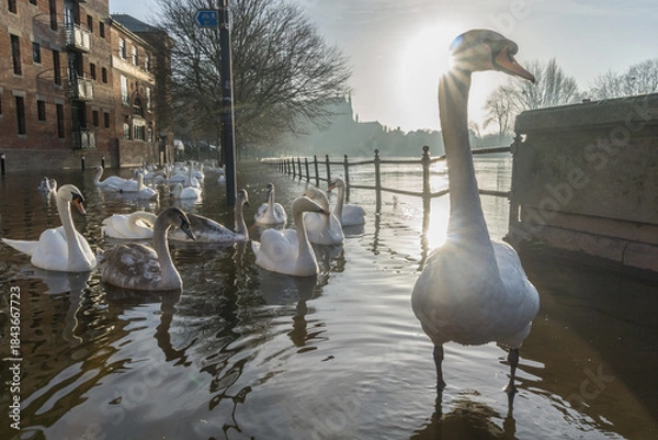 Obraz Swans on a flooded river