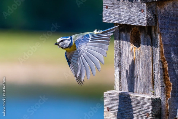 Fototapeta Fliegende Blaumeise 5
