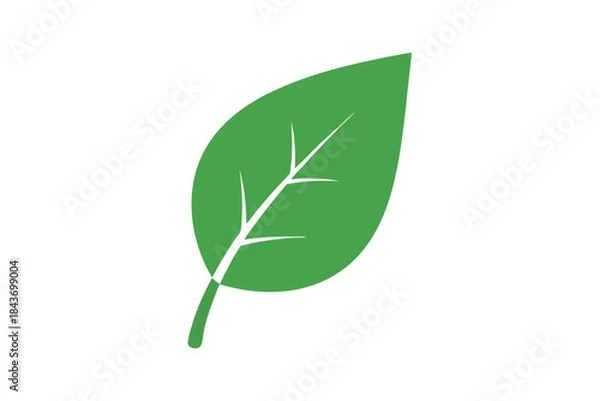 Obraz A simple, green, stylized leaf with white veins on a white background