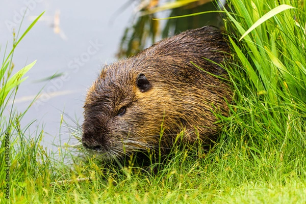 Fototapeta Nutria 56