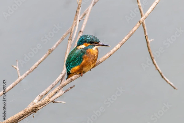 Fototapeta Eisvogel 21