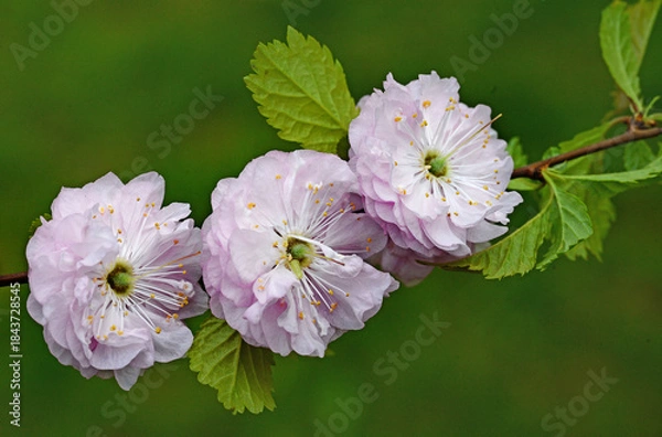 Obraz Delicate double almond blossoms