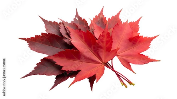 Fototapeta Vibrant red maple leaves on a white background