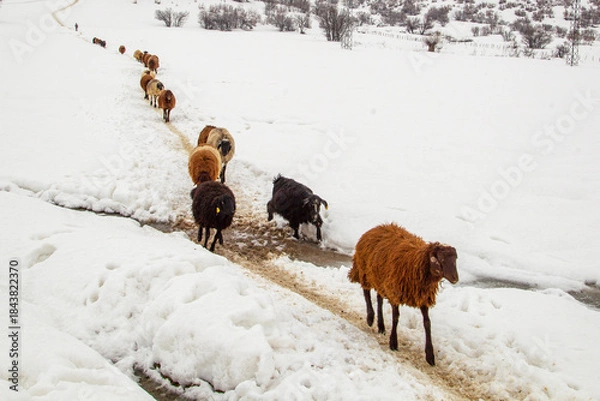 Obraz sheep in the snow
