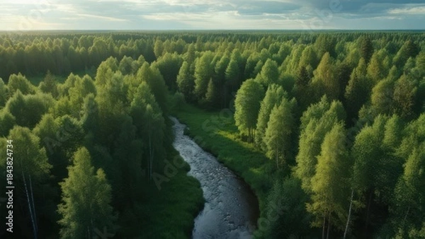 Obraz Forest river aerial view