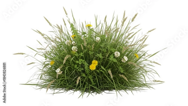 Fototapeta Wildflowers and grass against a clear background form a natural bouquet.
