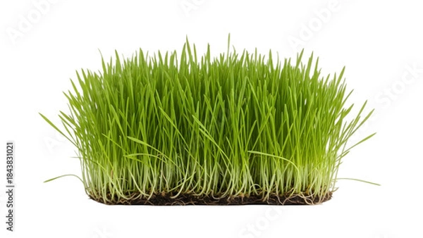 Fototapeta Green grass patch isolated on a white background