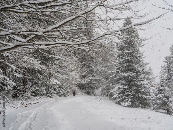 Obraz man walking through a snowy forest during a snowfall