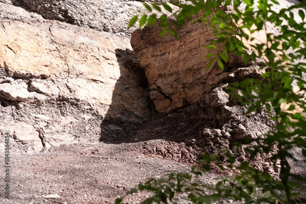 Fototapeta tree on rock