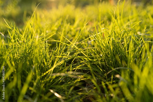 Fototapeta green grass background