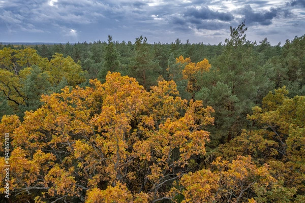 Obraz Autumn forest canopy under dramatic cloudy sky.