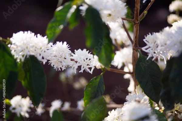 Obraz coffee flower