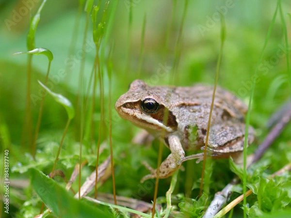 Obraz frog in the moss