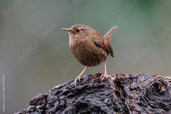 Fototapeta Pacific wren