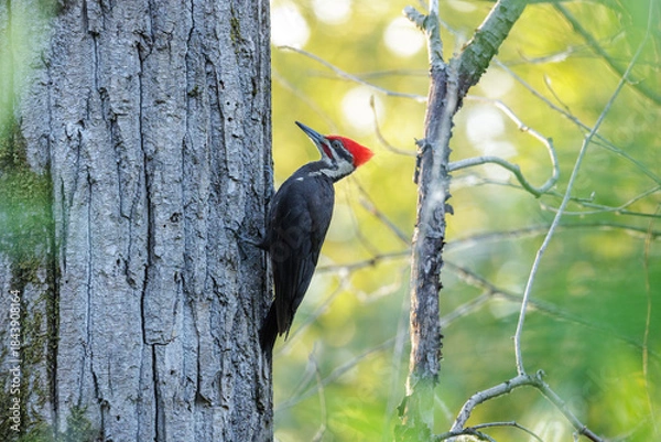 Obraz Pileated Woodpecker bird