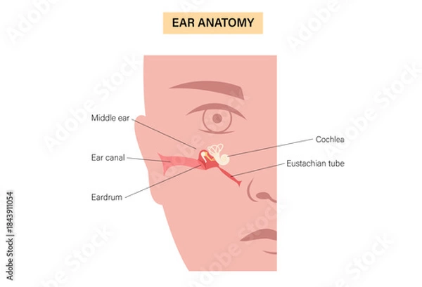 Obraz Eustachian tube poster