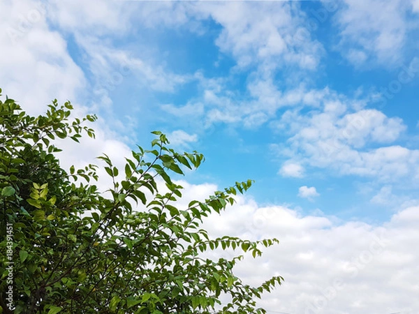Fototapeta Top of tree with the cloudy in fresh blue skly