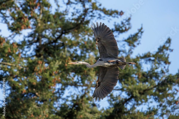 Obraz Great blue heron