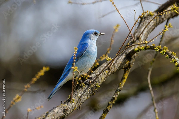 Fototapeta Mountain bluebird
