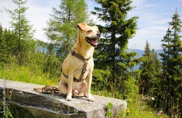 Obraz Hund beim Wandern 