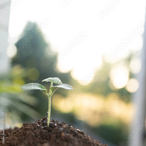 Obraz homegrown organic vegetable sprout under mooring sunlight