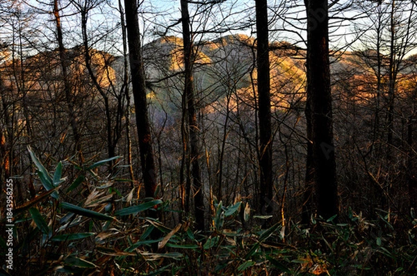 Fototapeta 道志山塊のガンギ沢ノ頭より　木々の向こうに朝焼けに染まった今倉山
