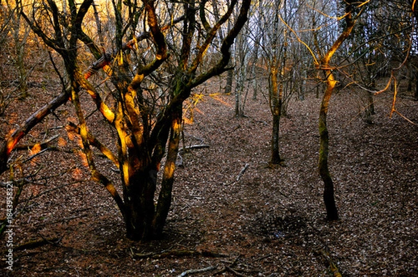 Fototapeta 道志山塊の岩下ノ丸　めらめらと燃える木
